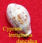 Cypraea lentiginosa dancalica, Jonklass & Nicolay 1977